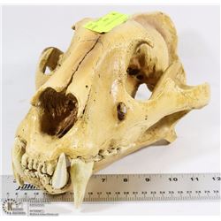 REPLICA SABERTOOTH TIGER SKULL