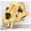 Image 1 : REPLICA SABERTOOTH TIGER SKULL