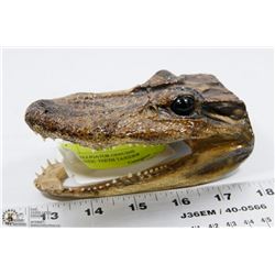 REAL ALLIGATOR GENUINE AUTHENTIC TEETH TAXIDERMY