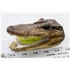 Image 1 : REAL ALLIGATOR GENUINE AUTHENTIC TEETH TAXIDERMY