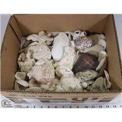 BOX FULL OF SEASHELLS