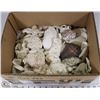 Image 1 : BOX FULL OF SEASHELLS