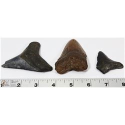 3 LARGE FOSSIL MEGALODON SHARK TEETH