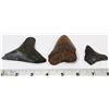 Image 1 : 3 LARGE FOSSIL MEGALODON SHARK TEETH