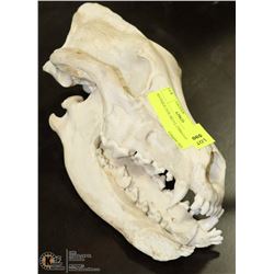 ANTIQUE SKULL COMPLETE