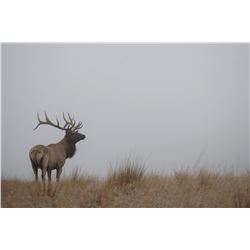 New Zealand Red Stag Hunt for 2 Hunters