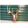 Image 1 : 4 Point Mounted Deer Horns (Hand Painted W/Mounted Base)