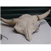 Image 1 : Buffalo Skull