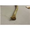 Image 3 : Walrus Large Bone (Canada Buyers Only)