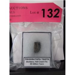 Genuine Dinosaur Tooth in Capsule