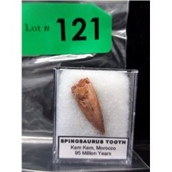 Genuine Dinosaur Tooth
