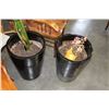 Image 2 : PAIR OF BLACK POTTERY PLANTERS AND PLANT