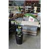 Image 3 : PAIR OF BLACK POTTERY PLANTERS AND PLANT