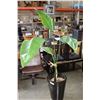 Image 4 : PAIR OF BLACK POTTERY PLANTERS AND PLANT
