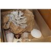 Image 1 : LOT OF SHELLS AND CORAL