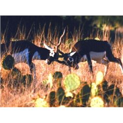 Texas: Pinto Ranch - Kerr County