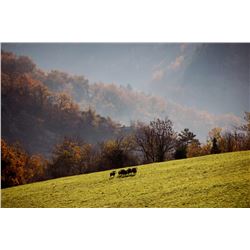 France: France Safaris - Aveyron