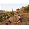 Image 12 : Canada: BC Trophy Mountain Outfitters - SW British Columbia