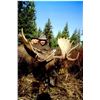 Image 20 : Canada: BC Trophy Mountain Outfitters - SW British Columbia