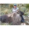 Image 14 : New Zealand:  New Zealand Custom Outfitters LTD - Canterbury (South Island)