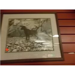 FRAMED PRINT - DOG