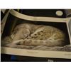Image 1 : VARIETY CLUB 2010 SHOW OF HEARTS ROBERT BATEMAN PRINT (SLEEPING SNOW LEOPARD)
