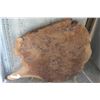 Image 1 : SLAB OF BURL WOOD