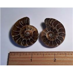 22 -LOT OF 2  AMMONITE FOSSIL SPECIMENS