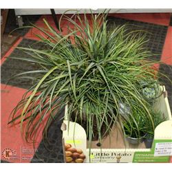 LOT OF 4 NEW SHOWHOME POTTED PLANT DECOR