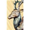 Image 2 : Buck Stag Wildlife edition Bronze Statue on a marble base