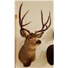 Image 1 : Mule Deer shoulder mount, 4x4
