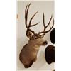 Image 2 : Mule Deer shoulder mount, 4x4