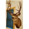Image 3 : Mule Deer shoulder mount, 4x4