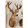 Image 1 : Mule Deer shoulder mount, 7x9 in velvet, non-typical