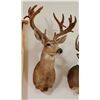 Image 2 : Mule Deer shoulder mount, 7x9 in velvet, non-typical