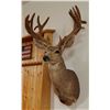 Image 3 : Mule Deer shoulder mount, 7x9 in velvet, non-typical