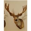 Image 1 : Mule Deer shoulder mount, 5x4 in velvet, non-typical