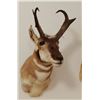 Image 1 : Antelope shoulder mount