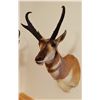 Image 1 : Antelope shoulder mount