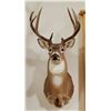 Image 1 : Whitetail Deer shoulder mount, 4x5, non-typical