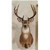 Image 2 : Whitetail Deer shoulder mount, 4x5, non-typical