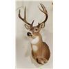Image 3 : Whitetail Deer shoulder mount, 4x5, non-typical