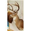 Image 4 : Whitetail Deer shoulder mount, 4x5, non-typical