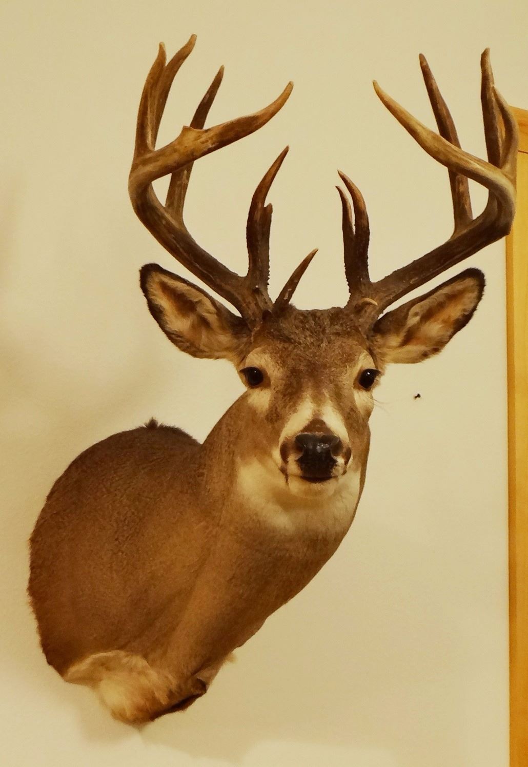 Whitetail Deer Shoulder Mount 8x8 Non typical Whitetail Deer Shoulder Mount 8x8 Non typical