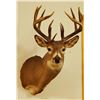 Image 1 : Whitetail Deer shoulder mount, 8x8, non-typical