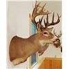 Image 2 : Whitetail Deer shoulder mount, 8x8, non-typical