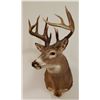 Image 3 : Whitetail Deer shoulder mount, 8x8, non-typical