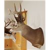 Image 4 : Whitetail Deer shoulder mount, 8x8, non-typical
