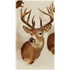 Image 5 : Whitetail Deer shoulder mount, 8x8, non-typical