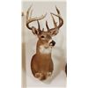 Image 1 : Whitetail Deer shoulder mount,10x9, non-typical